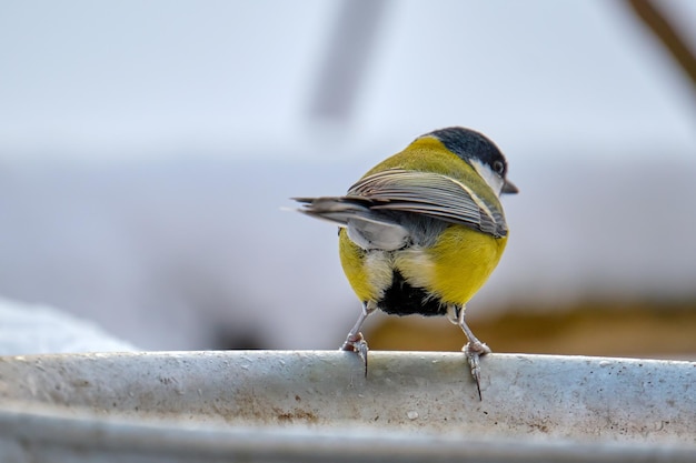 Yellow wild tit bird looking for food on cold winter day