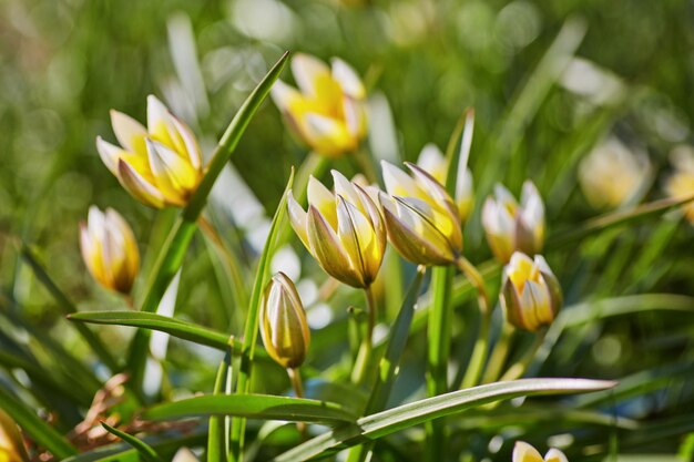 Tulipano selvatico giallo nel giardino bieberstein tulip