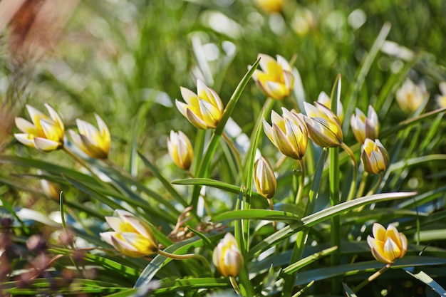 정원의 노란 야생 튤립 Bieberstein Tulip