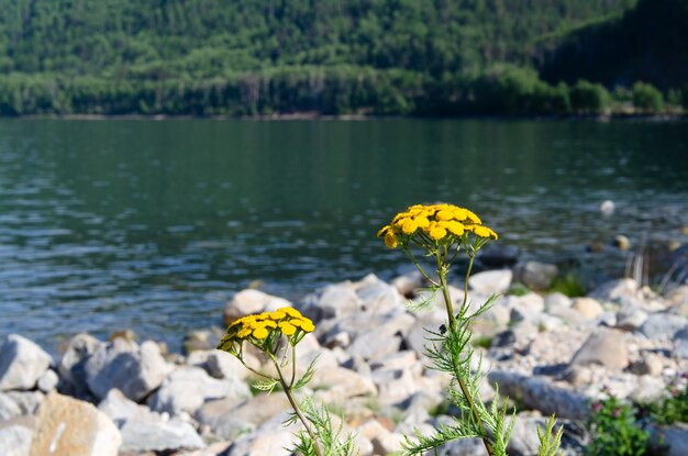 Yellow wildflowers against the background of the lake Tansy