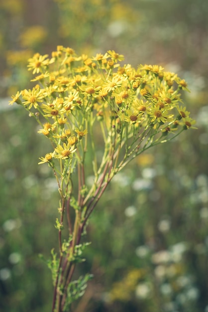 Photo yellow wildflowers in autumn