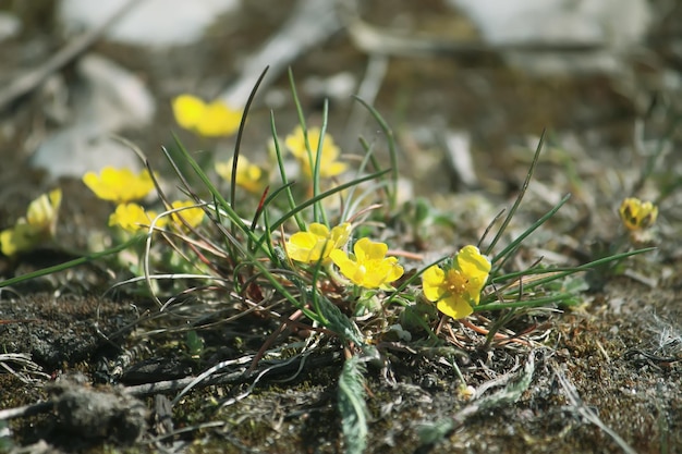 Yellow wildflowers background in spring forest