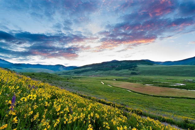 Yellow wildflowers in full bloom in the mountains.