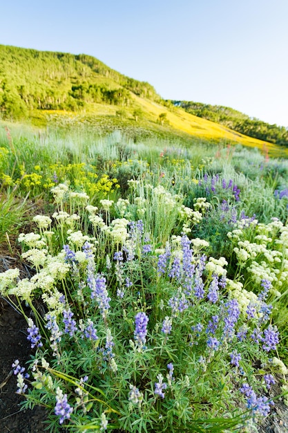 Yellow wildflowers in full bloom in the mountains.