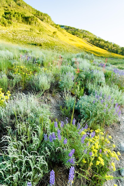 Yellow wildflowers in full bloom in the mountains.