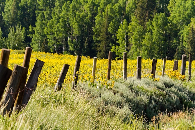 Yellow wildflowers in a full bloom.