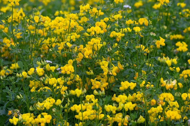 夏の森の牧草地に黄色い野花