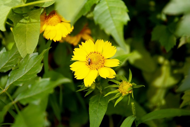 Yellow wildflowers in park