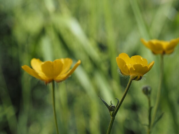 yellow wildflowers in a summer meadow