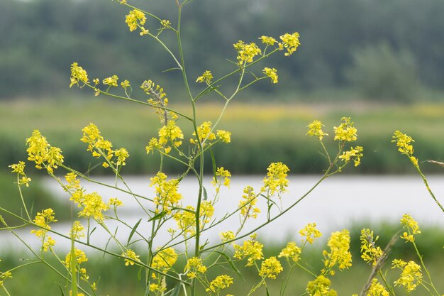 Photo yellow wildflowers with rural background