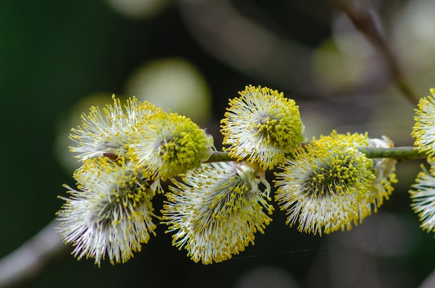 Yellow willow flowers on a forest branch