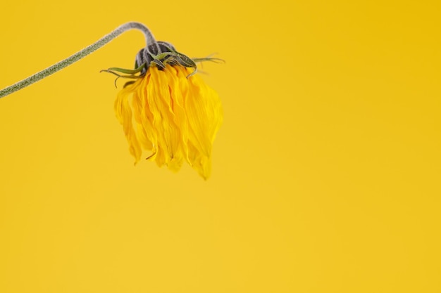 Yellow wilting flower of topinambur on yellow background hanging Jerusalem artichoke flower