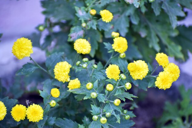 写真 黄色い冬の花