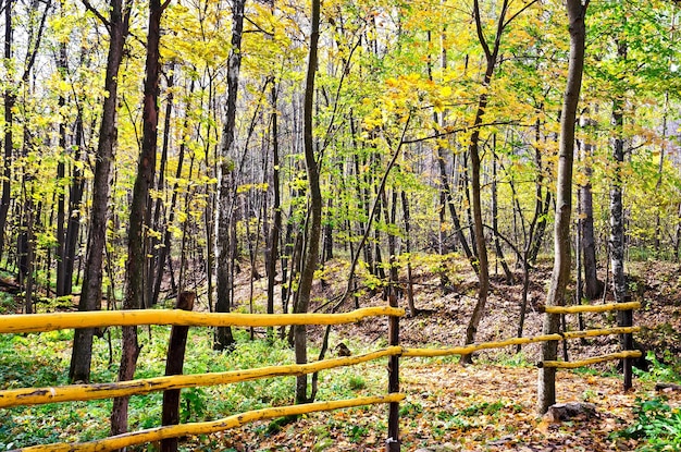 Yellow wooden fence on the background of trees, yellow leaves and green grass