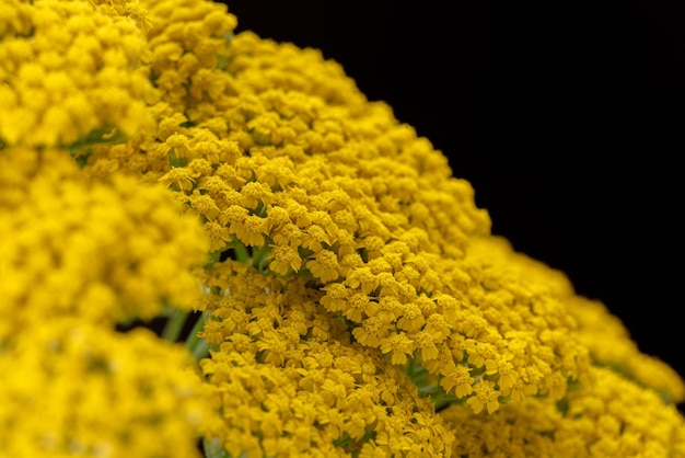 Yellow yarrow flowers close up