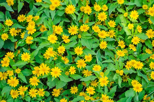 Yellow zinnia field