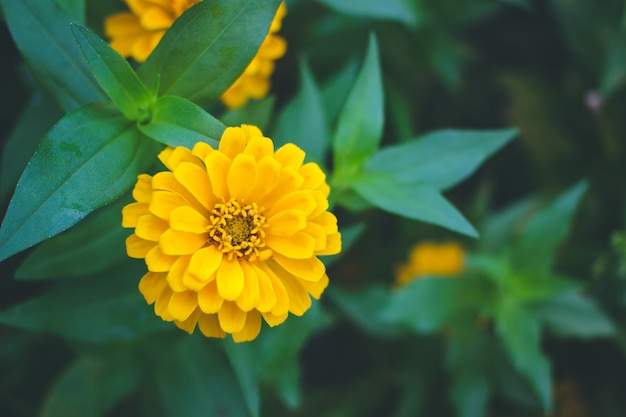 Yellow zinnia flower.