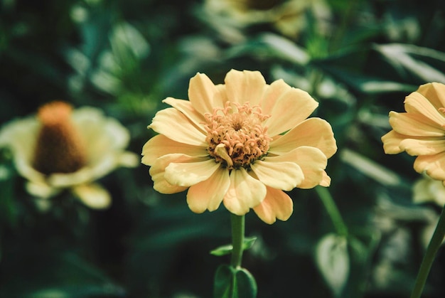 秋の庭のクローズ アップで黄色の百日草の花