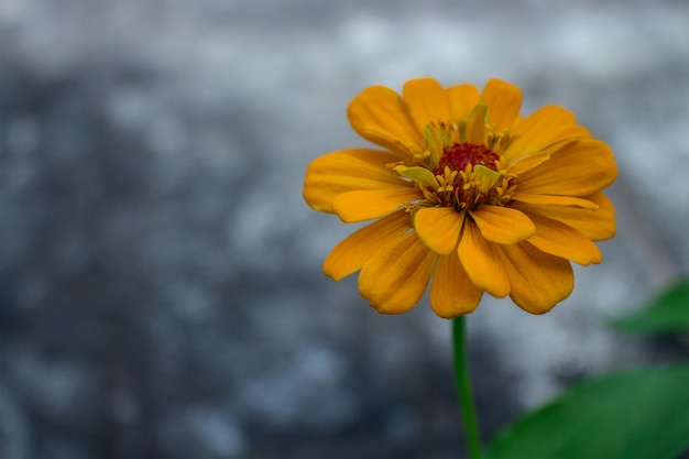 Yellow zinnia pureviana