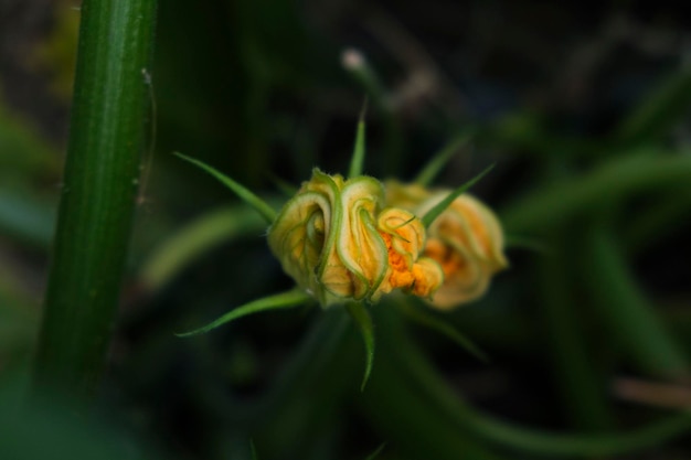 Yellow zucchini flower on a stem among leaves and grass in the garden