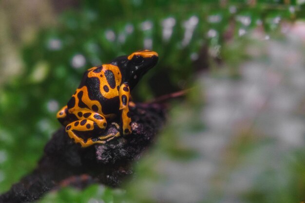 Yellowbanded Poison Dart Frog