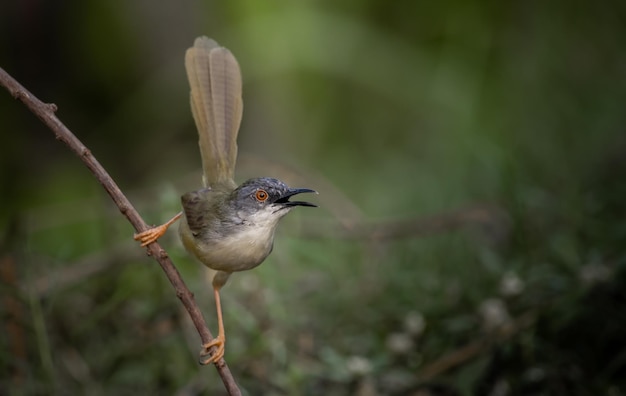 Yellowbellied Prinia on branch tree Animal portrait