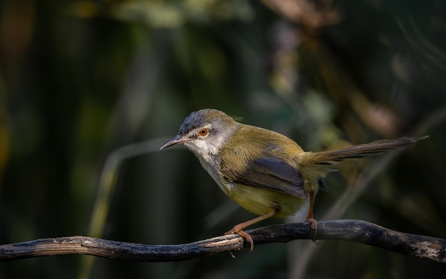 Yellowbellied Prinia クローズ アップ ショット動物の肖像画