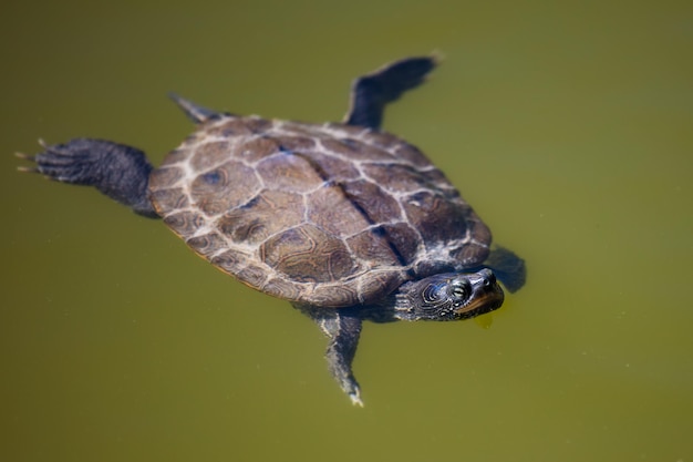 Yellowbellied slider turtle reptile and reptiles amphibian and\
amphibians tropical fauna wildlife and zoology