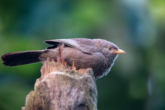 Yellowbilled babbler of argya affinis zitstokken op een boom