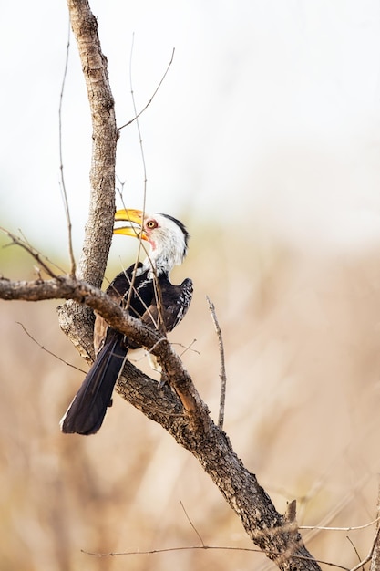 Photo yellowbilled hornbill in south africa