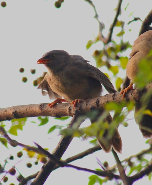 Foto babbler giungla a becco giallo ai rami degli alberi la sera