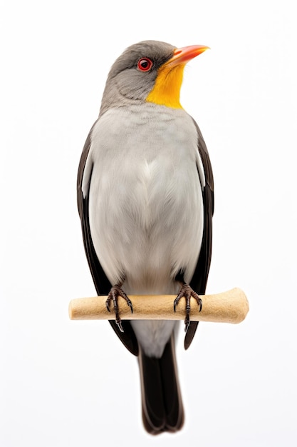 Yellowbilled oxpecker bird on white background