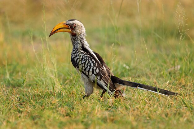 Yellowbilled toko in Etosha National Park Namibië