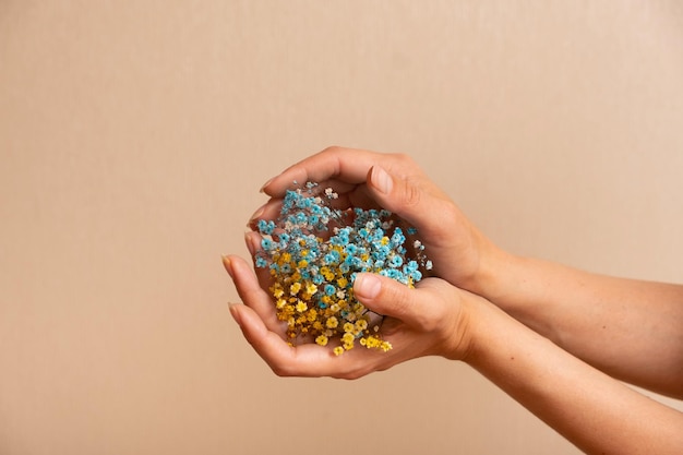 Yellowblue gypsophila bloemen in de hand van een vrouw Oekraïense symbolen