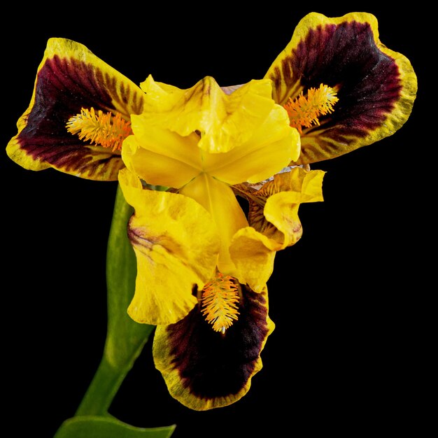 Foto yellowbordo fiore di iris isolato su sfondo nero