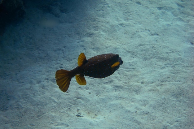 Foto pesce scatola yellowbrown sul fondale