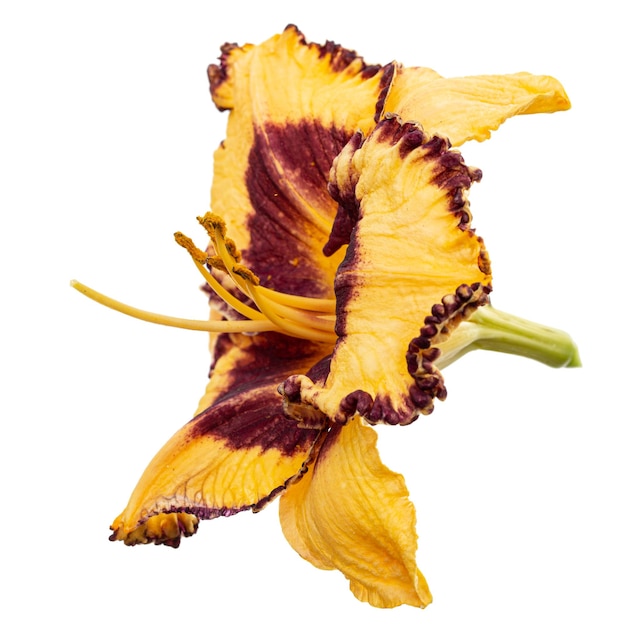 Yellowburgundy bloem van daylily latHemerocallis geïsoleerd op een witte achtergrond