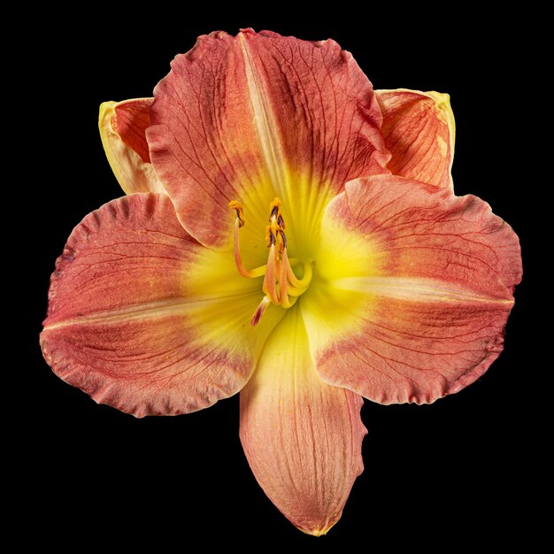 Yellowburgundy bloem van daylily latHemerocallis geïsoleerd op zwarte achtergrond