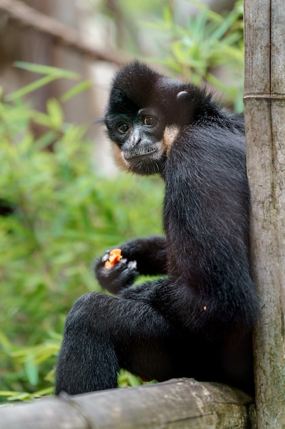 Yellowcheeked gibbon