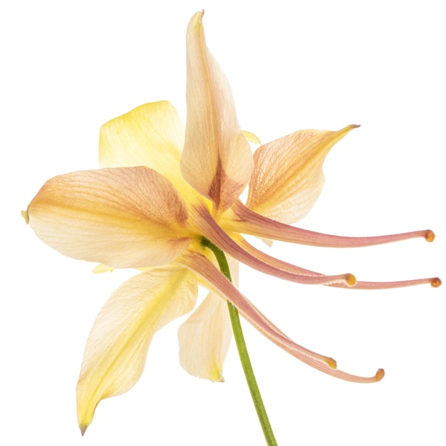Yellowcream flower of aquilegia blossom of catchment closeup isolated on white background