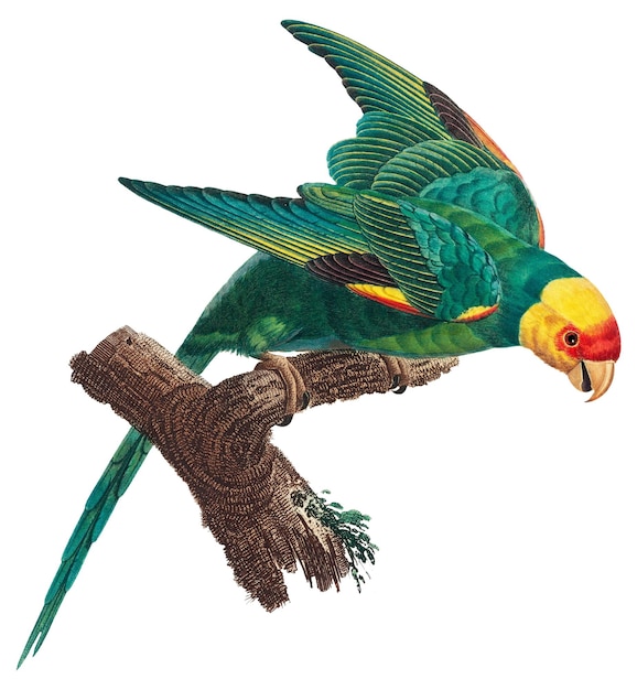 Yellowcrowned parakeet png image