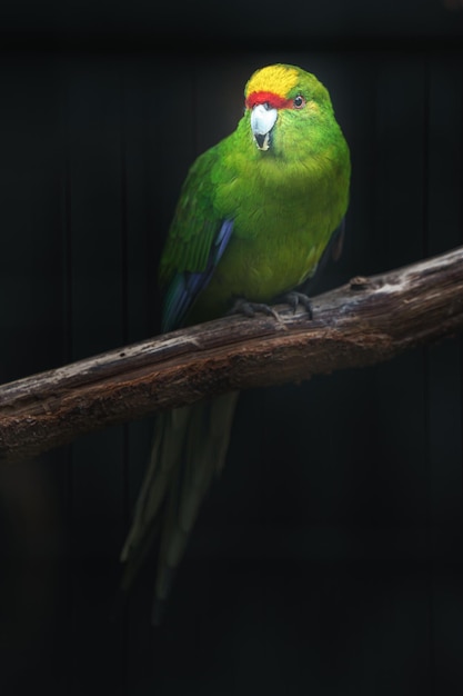 Yellowcrowned parakeet