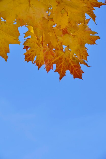 Yellowed autumn maple foliage against blue sky