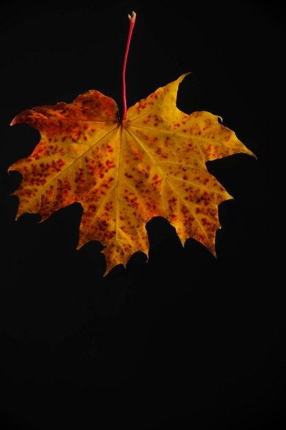 Fondo ingiallito del nero della foglia d'acero di autunno