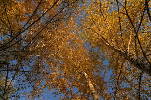 Yellowed birch. The crown of the birch. Birches in autumn.