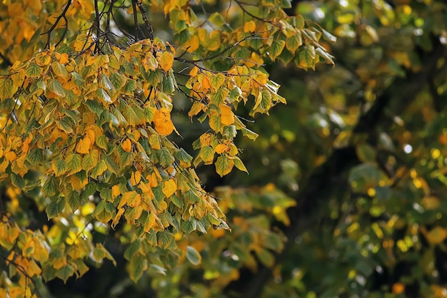 Пожелтевшие сухие листья на ветвях