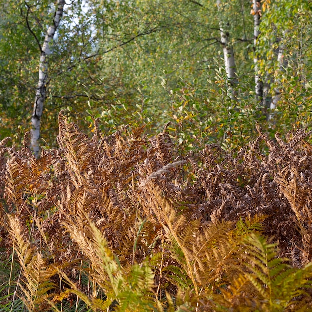 Foglia di felce ingiallita su uno sfondo sfocato. foglia di felce secca nella foresta. sfondo tropicale autunnale.