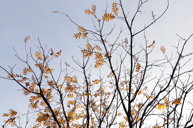 Пожелтевшая листва деревьев, в том числе клена, осенью года. Территория парка.