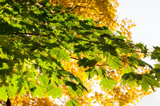 yellowed foliage 