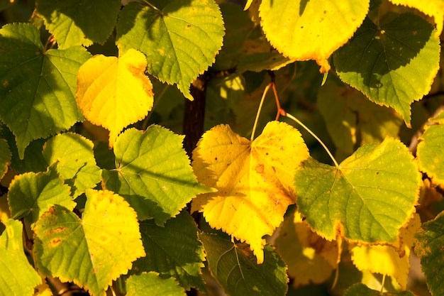 Yellowed foliage 